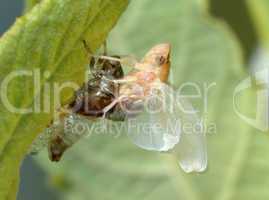 Birth of a cicada (1)