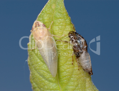 Birth of a cicada (3)