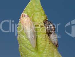 Birth of a cicada (3)