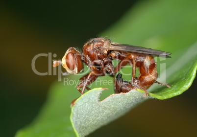 Fly Sicus ferrugineus