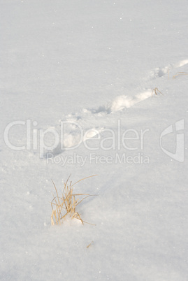 Footprints in the snow