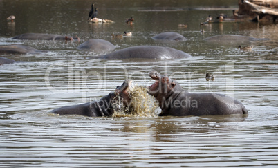 Hippopotami - rivals.