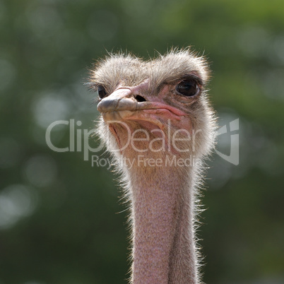 Head ostrich