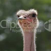 Head ostrich