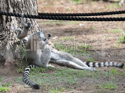 Lemurs