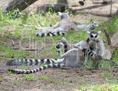 Lemurs