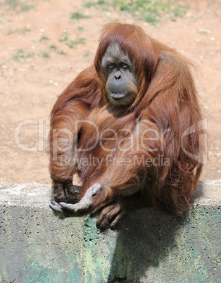 Orangutan