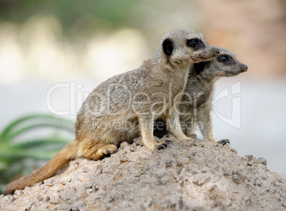 Suricata