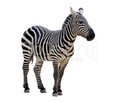 Zebra