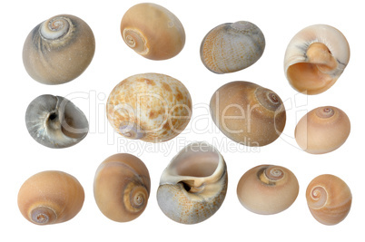 ..Seashells