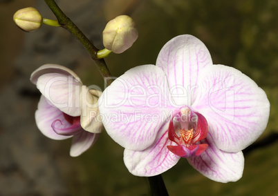 Orchids