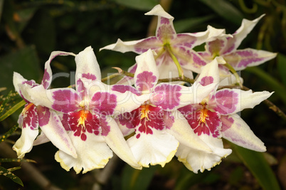 Orchids