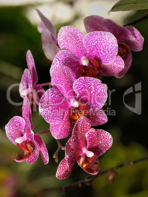 Orchids