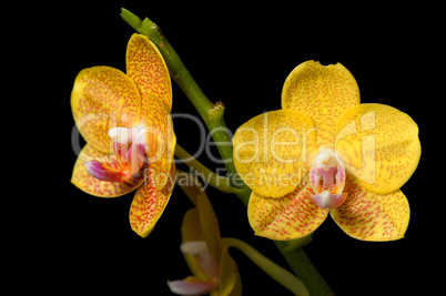 Orchids