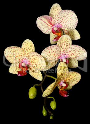 Orchids