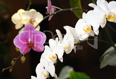 Orchids