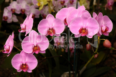 Orchids