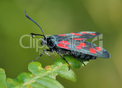 The butterfly Zygaena filipendulae