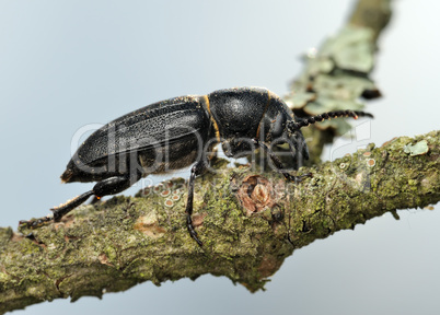 Longicorn beetle on a branch.