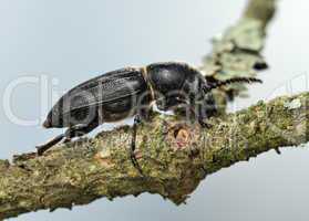 Longicorn beetle on a branch.