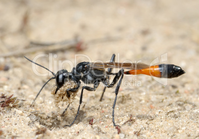 Wasp Ammophila sabulosa