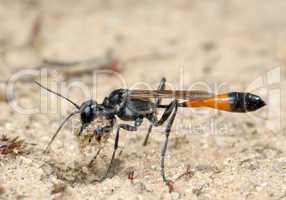 Wasp Ammophila sabulosa