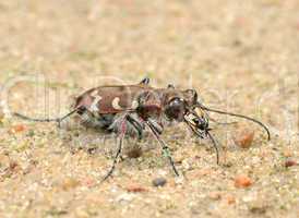 Tigerbeetle