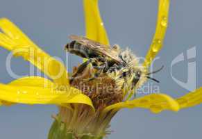 A bee on a flower