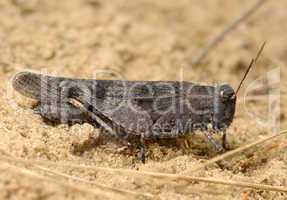 Grasshopper Oedipoda caerulescens