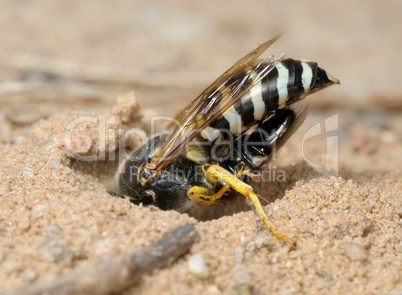Wasp Bembex rostratus with prey