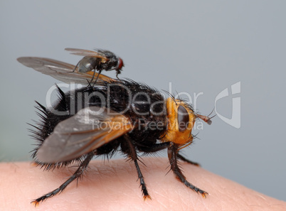 Two flies on my finger