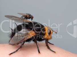 Two flies on my finger