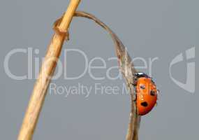 Ladybird on a blade of grass