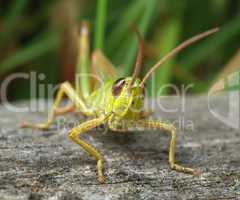 Grasshopper