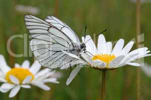 Butterfly on a flower.