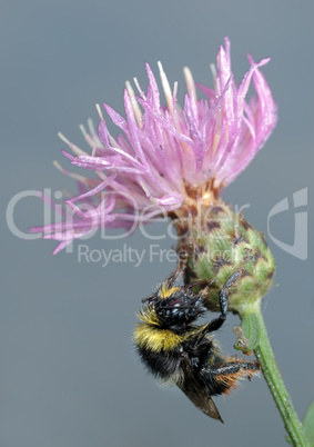 Bumblebee on flower.