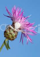 white spider on flower.