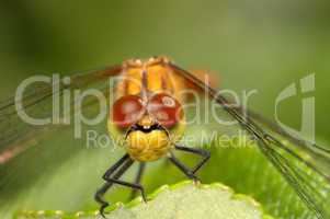 Dragonfly close-up