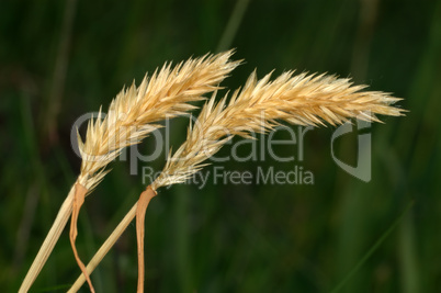 Spikelets