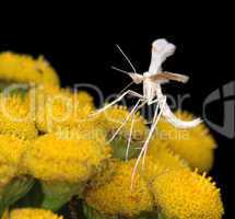 The tiny  White Plume Moth Pterophorus pentadactyla