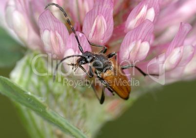 Longicorn beetle on a flower.