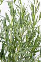 Tarragon (Artemisa dracunculus)