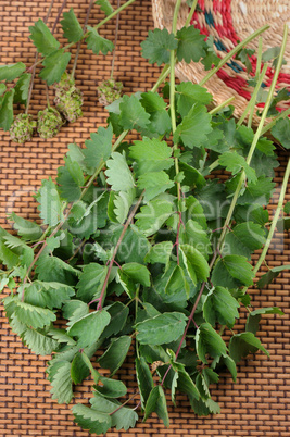 Burnet (Saguisorba officialis).