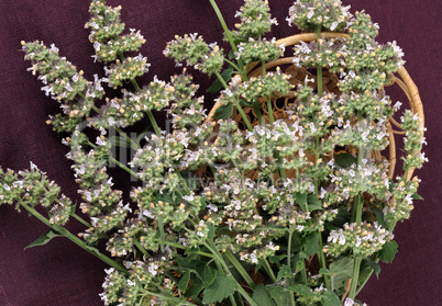 catmint (Nepeta cataria)