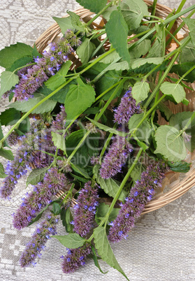 Korean Mint (Agastache rugosa).