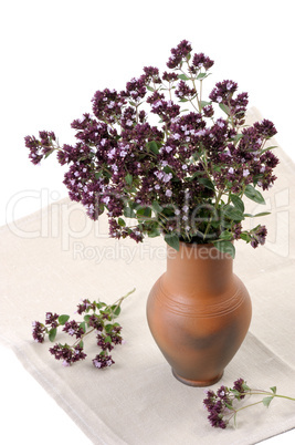 Origan (Origanum vulgare)