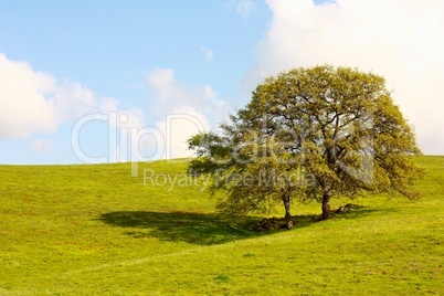 Two trees on the hill