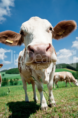 Close to a Cow