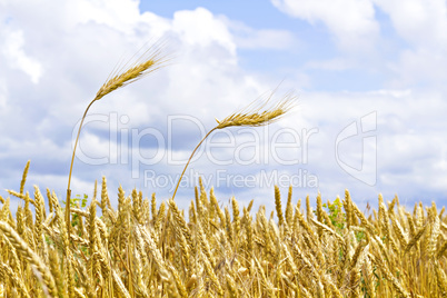 ears of wheat against the sky