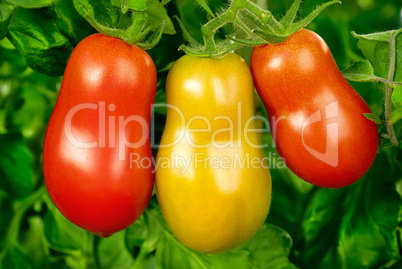Drei Roma-Tomaten in einer Reihe am Strauch